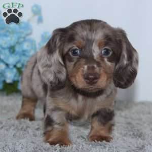 Riley, Dachshund Puppy